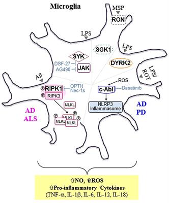 Kinase-Based Taming of Brain Microglia Toward Disease-Modifying Therapy